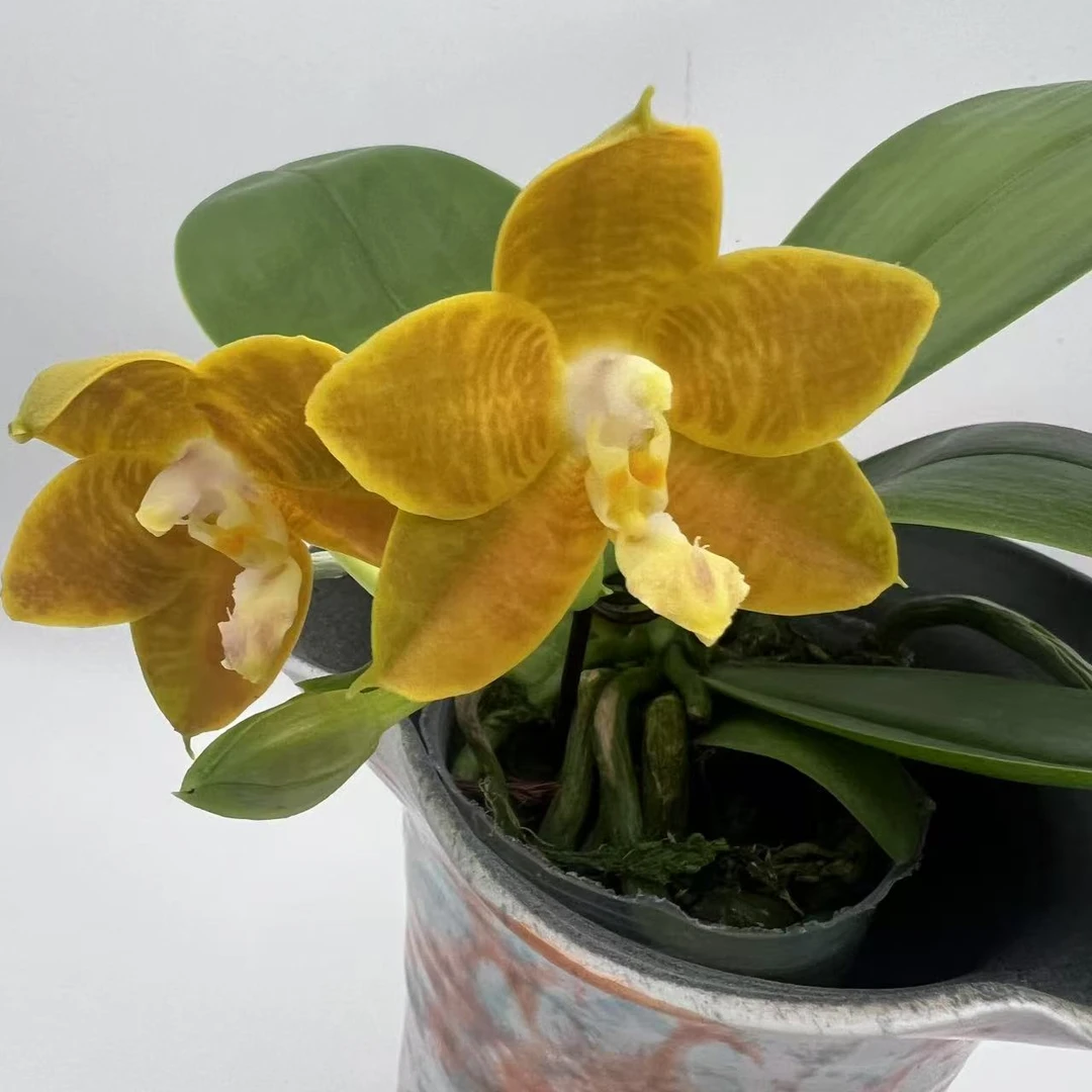 【熊王】蝴蝶兰室内鲜花迷你小型桌宠花