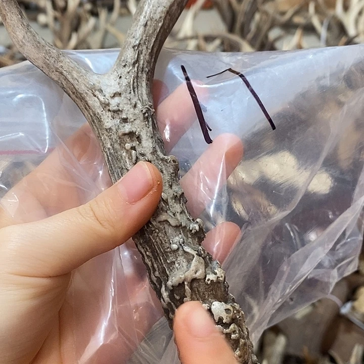 微瑕鹿角鹿角鹿角鹿角鹿角