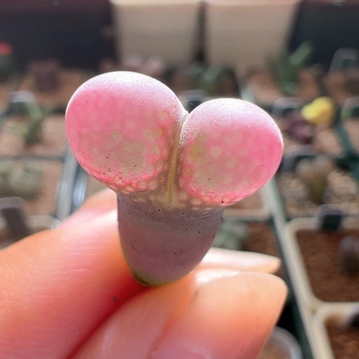 A923.  美风铃。 开播福利。