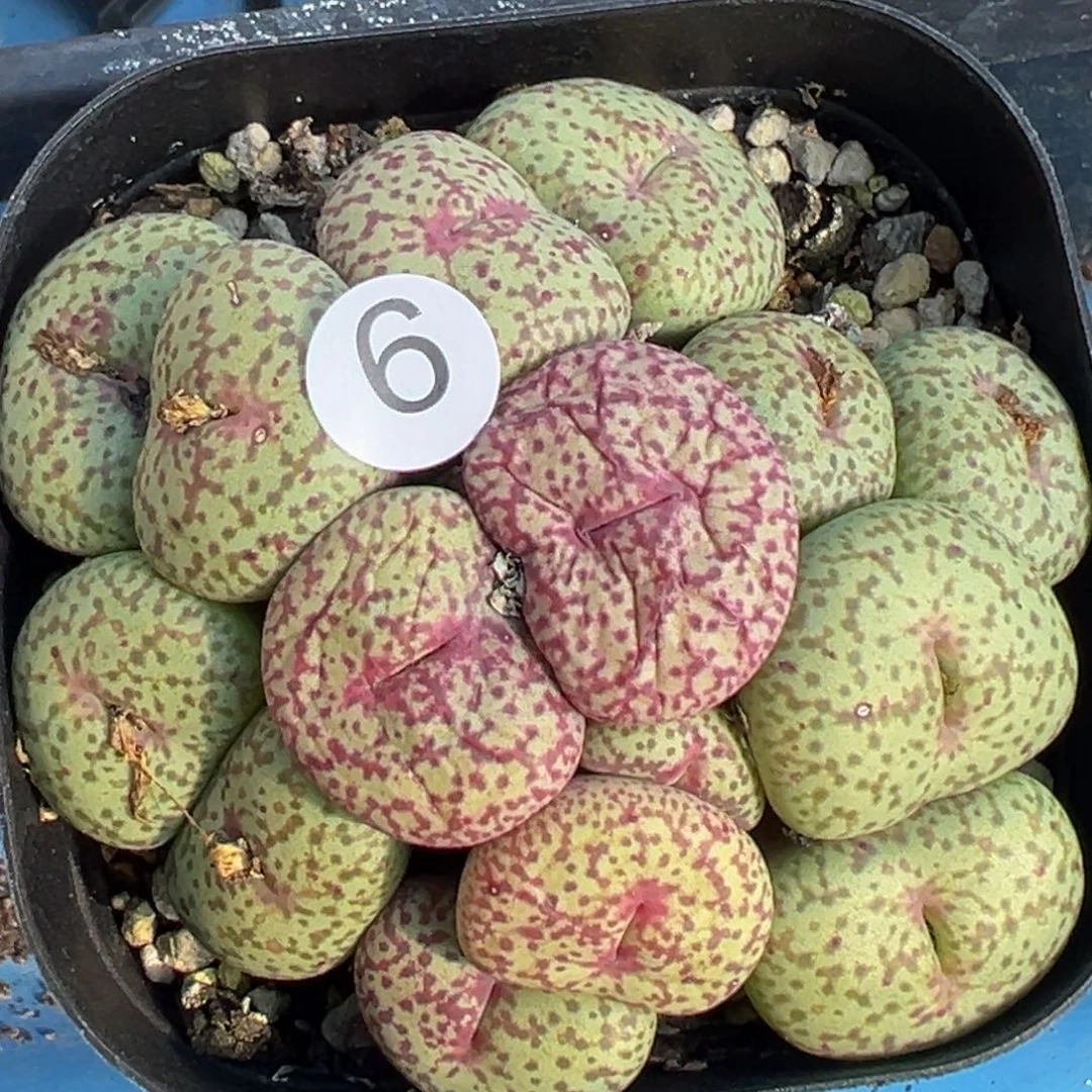 多肉植物111111111111