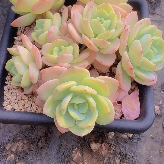 牡*柚子茶多肉植物