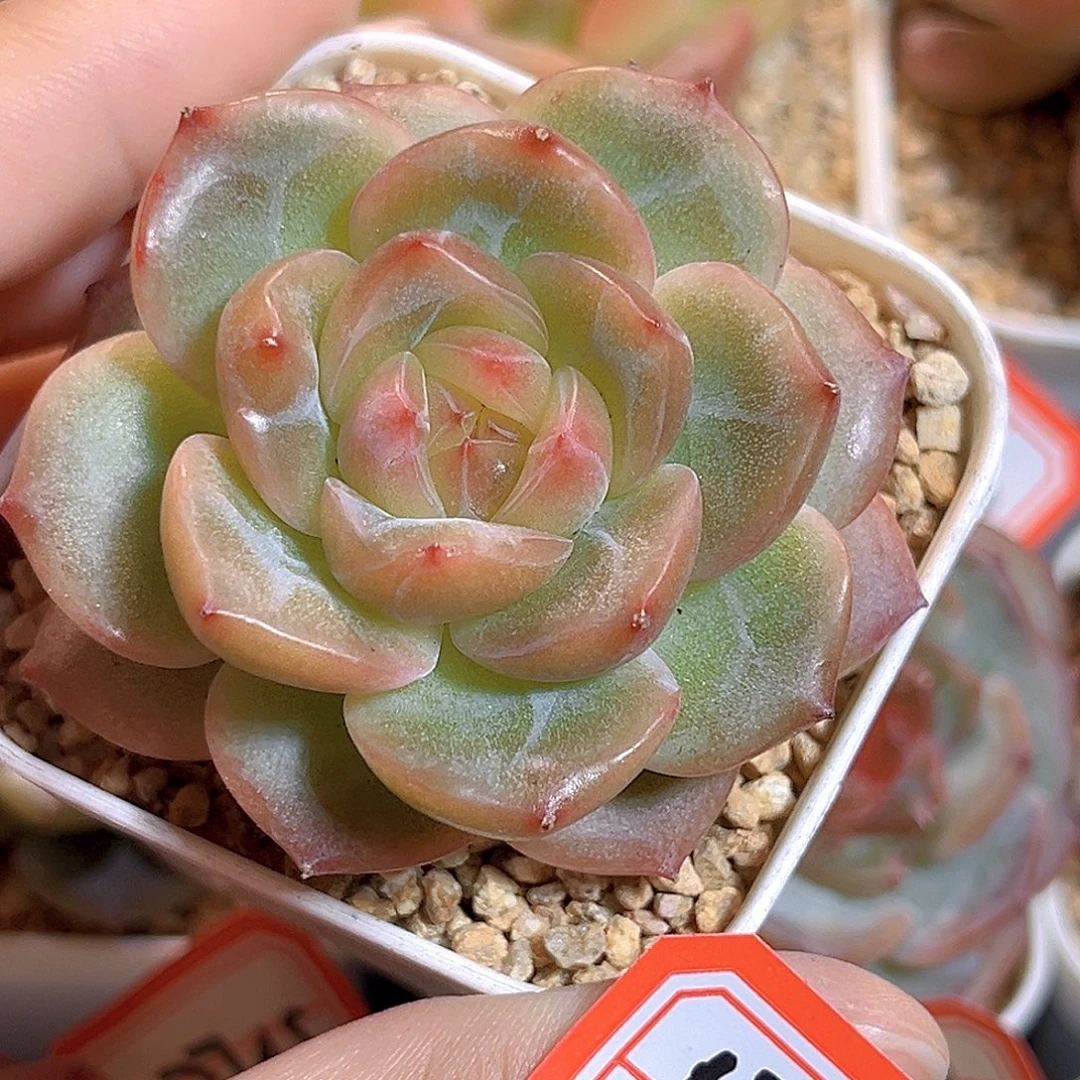 D752 一物一拍 绣梦