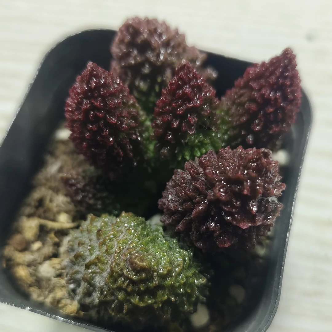 【珠子玉】多肉植物（满16包邮）