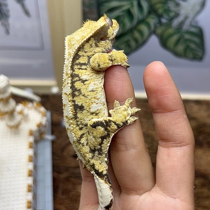 睫角守宫奶油三色母奶很白20g