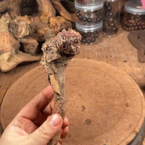 黄花梨/降香黄檀林****教
