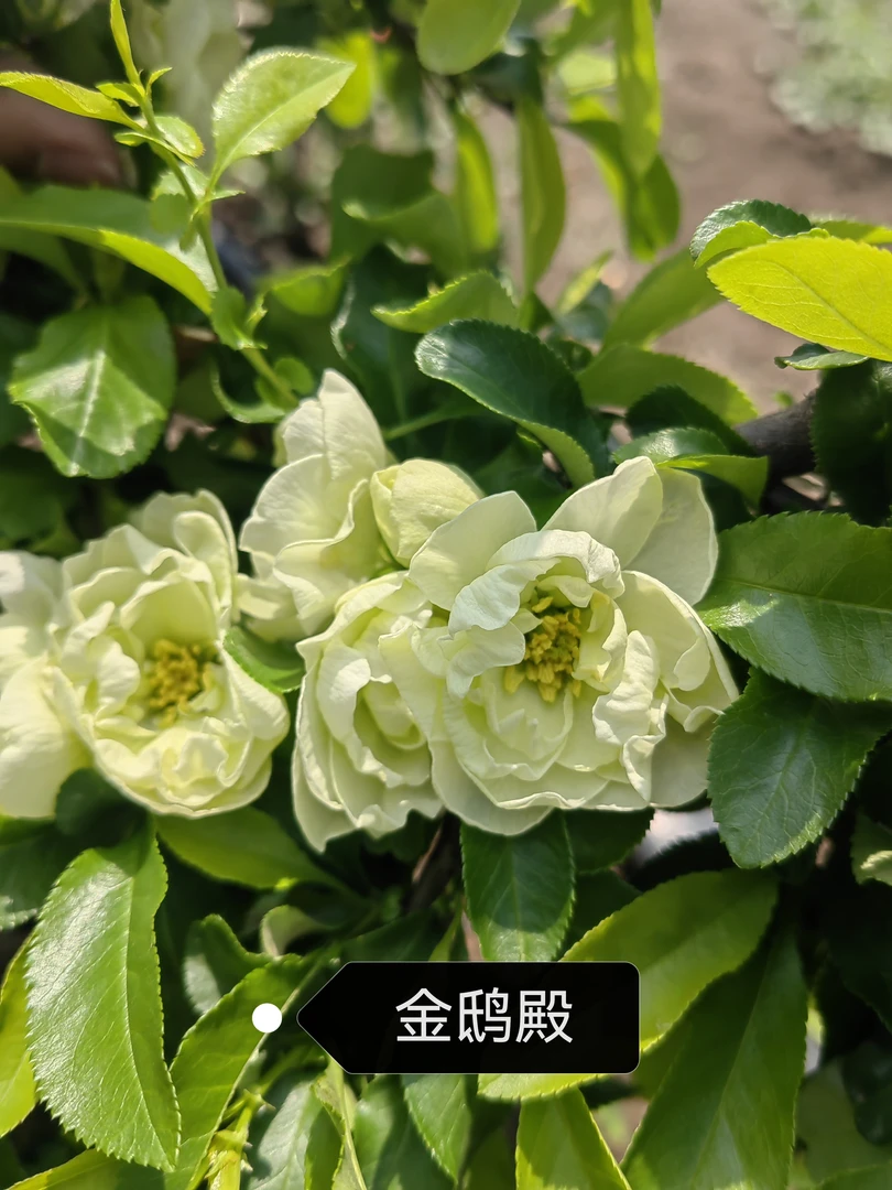 【原生金鸱殿海棠苗】粉丝福利