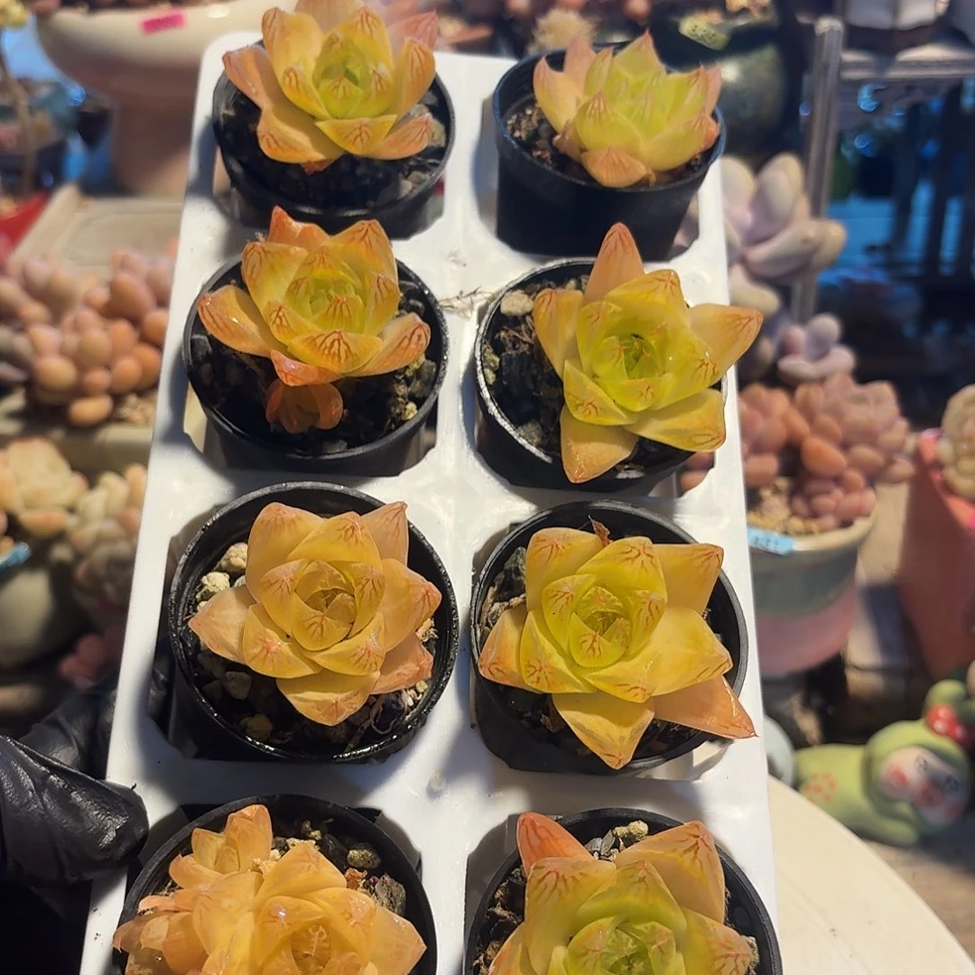 框拍黄金凝脂菊8颗带托架16.8