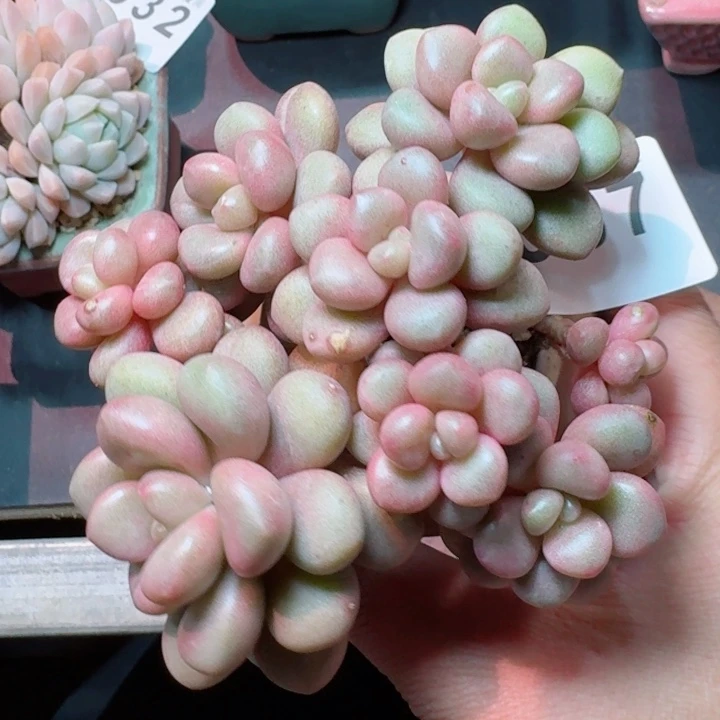 先锋派         精控精养多肉植物