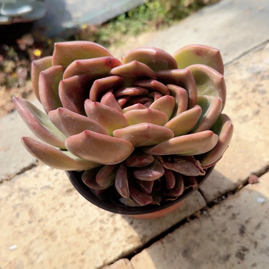 无花朵被挤了果冻橙