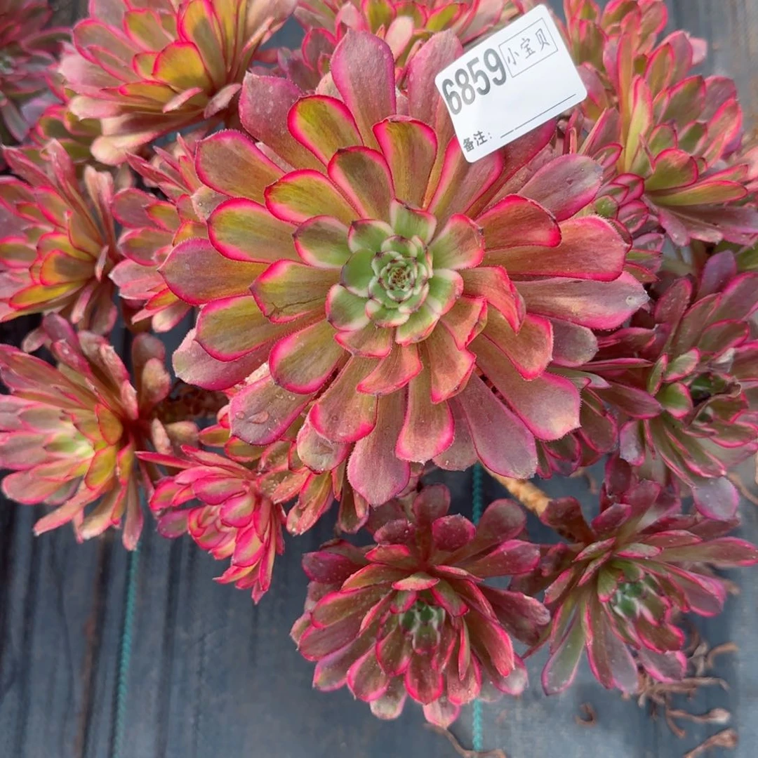 简****36859红金刚多肉多肉