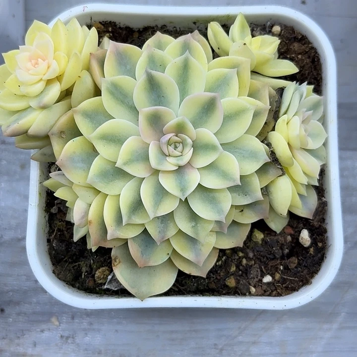 安娜玫瑰一物一拍