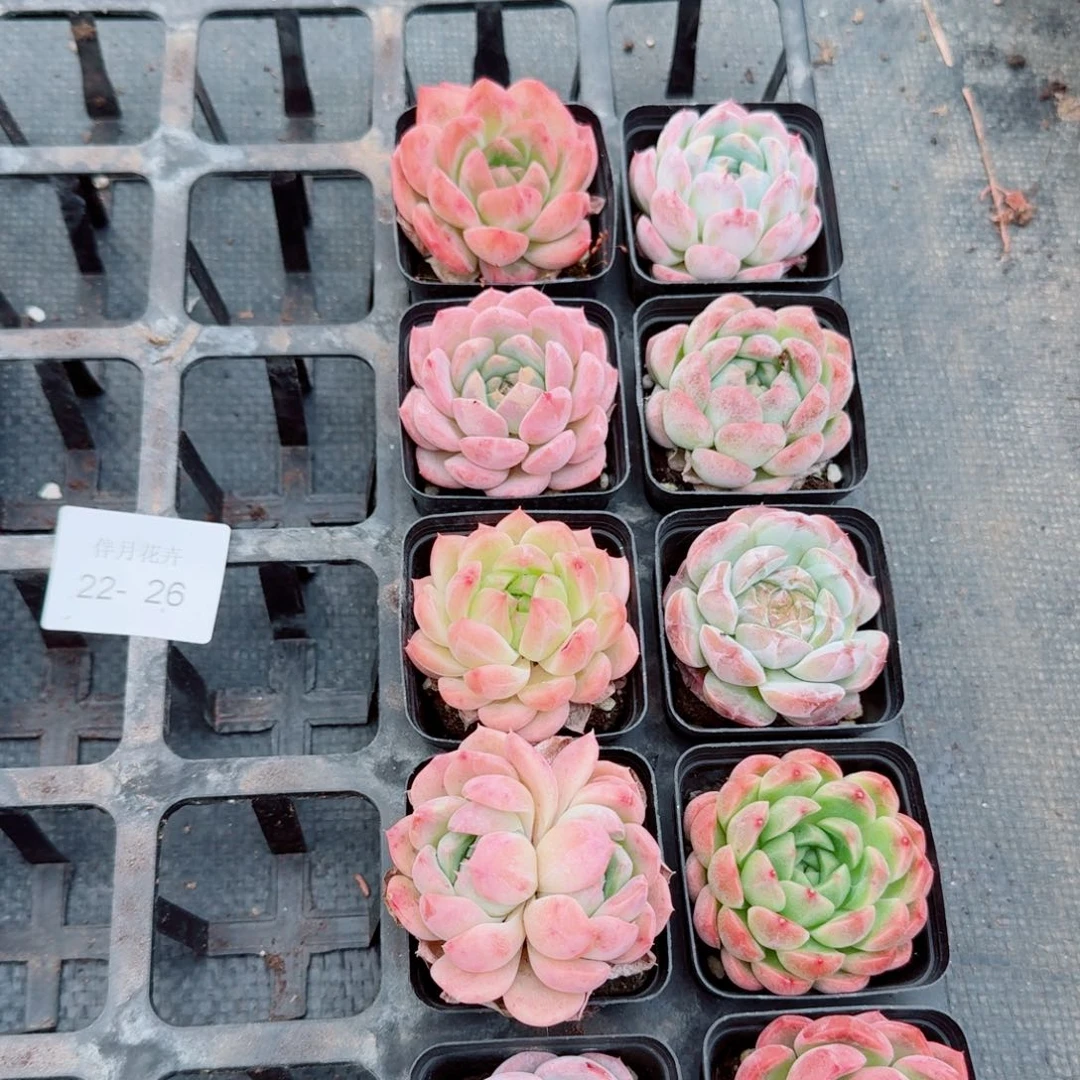 22-26多肉杂交十棵量拍左八