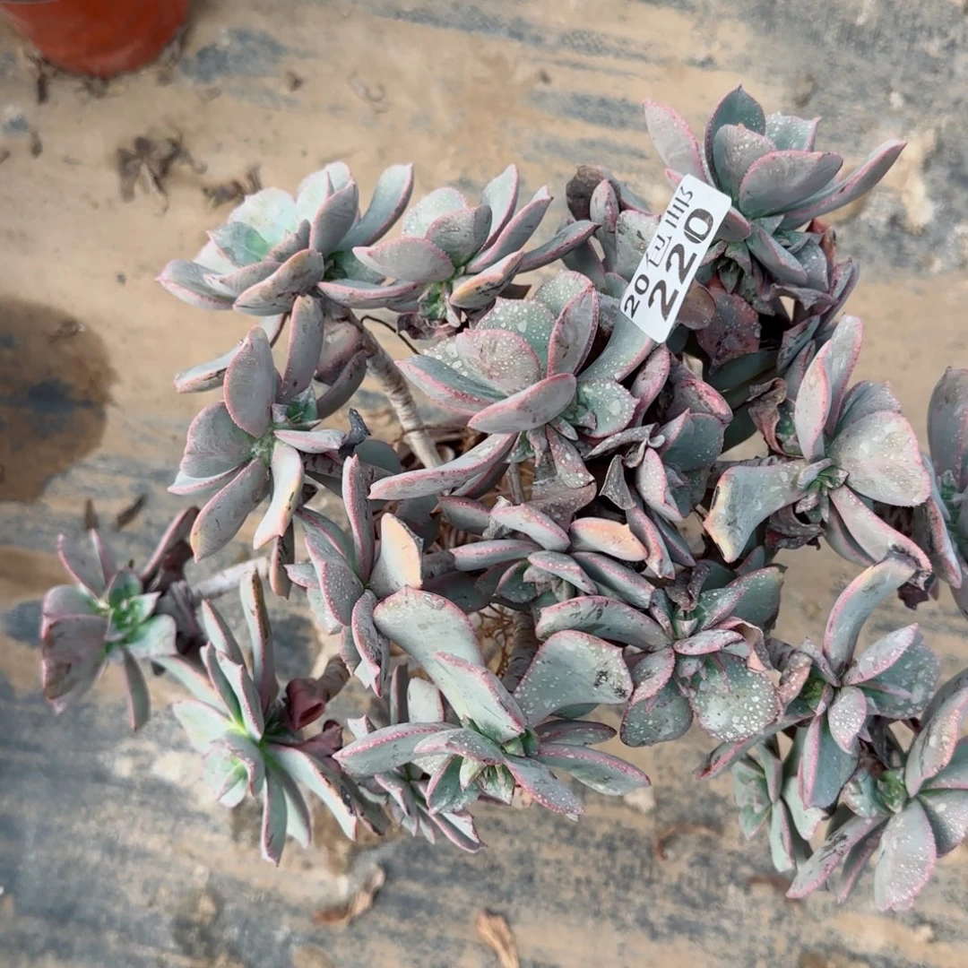 粉仙桃220满20包邮断枝不包瑕疵会氧化黑斑