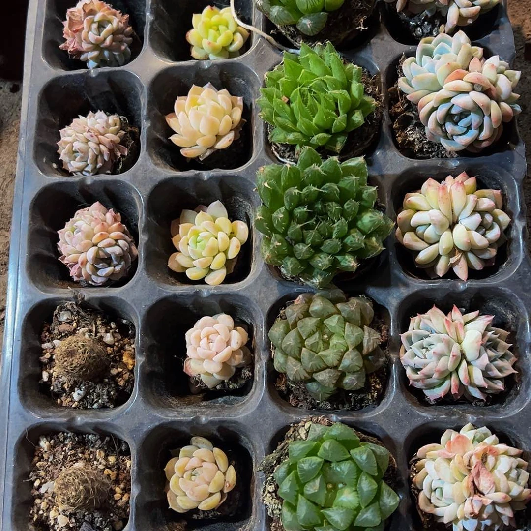 直播福利一物一拍146