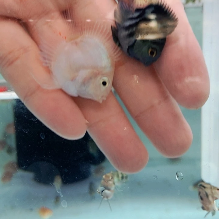 鹦鹉鱼母宝蓝配白金公鱼