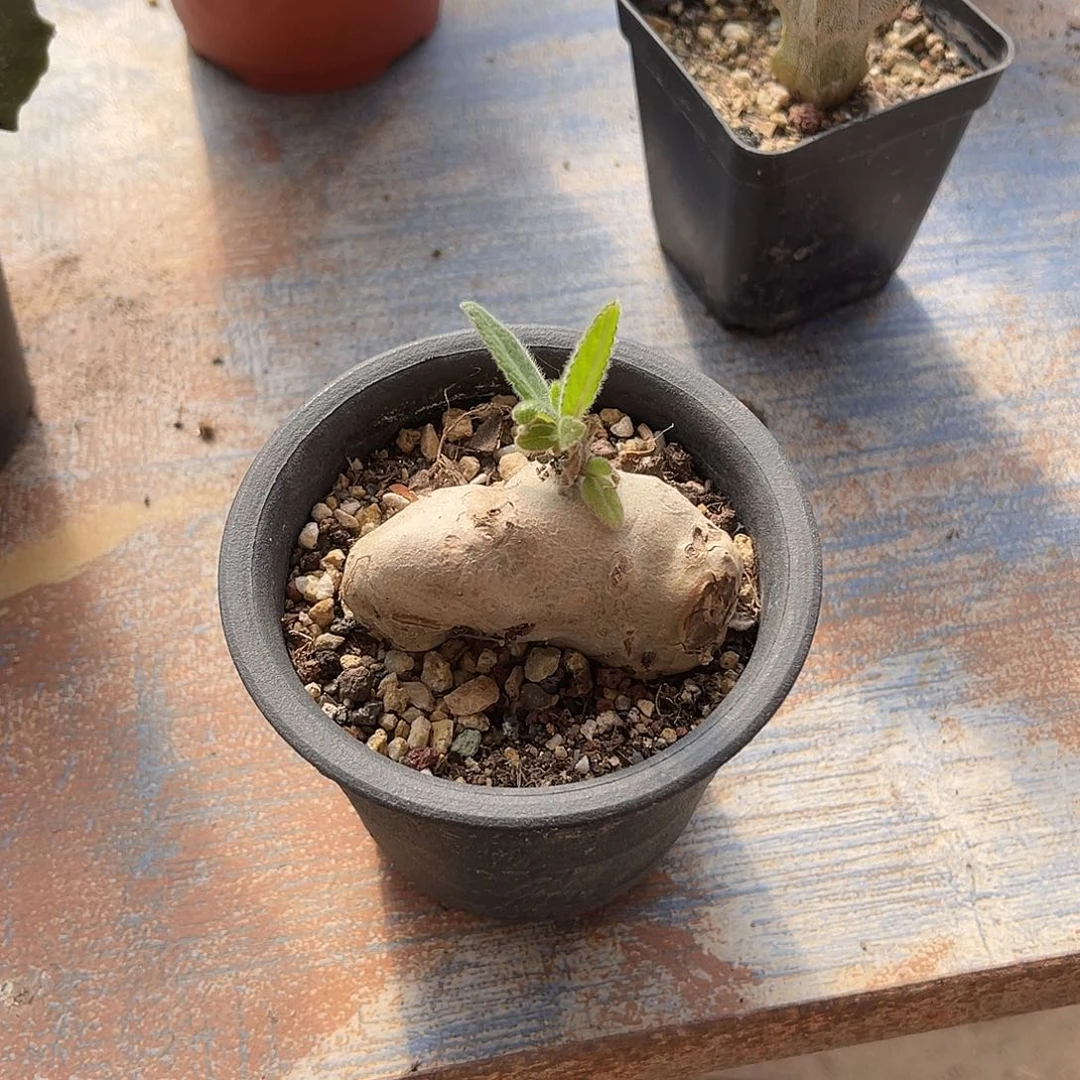 断崖香妃块根一物一拍