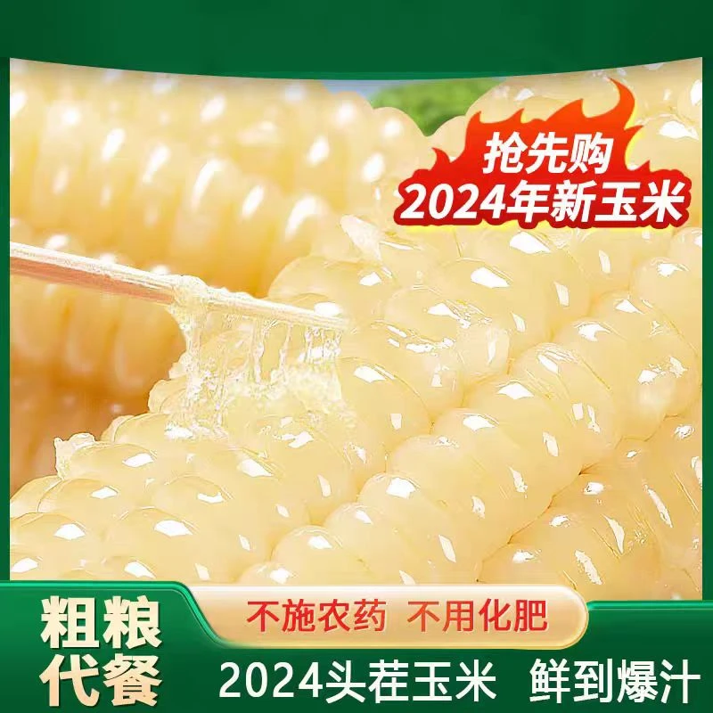 【净重7.5-8斤】透明真空包装东北白香糯玉米10+2只试吃2只