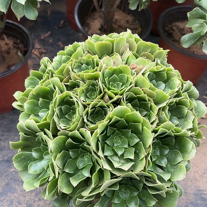 绿玫瑰锈球型法师113号