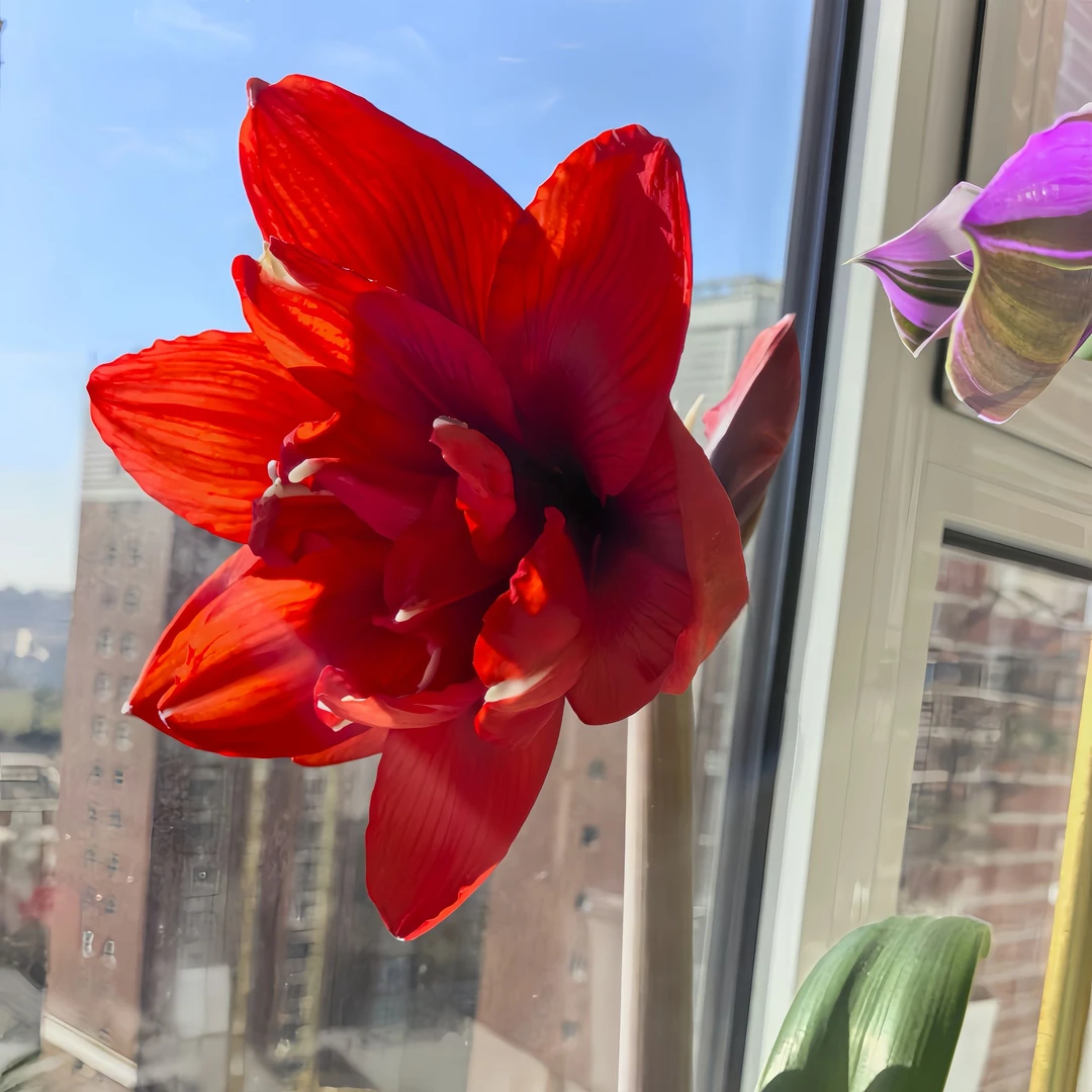 【双王】进口品种自然球高观赏性朱顶红种球阳台盆栽室内外重瓣花卉