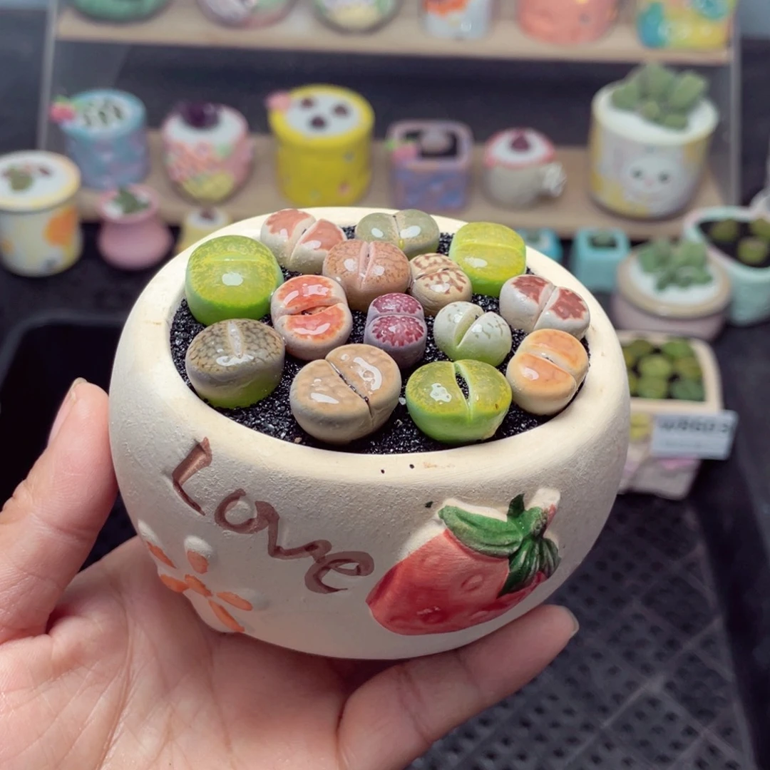 w8606 带盆土发货-零下地区拍保温箱