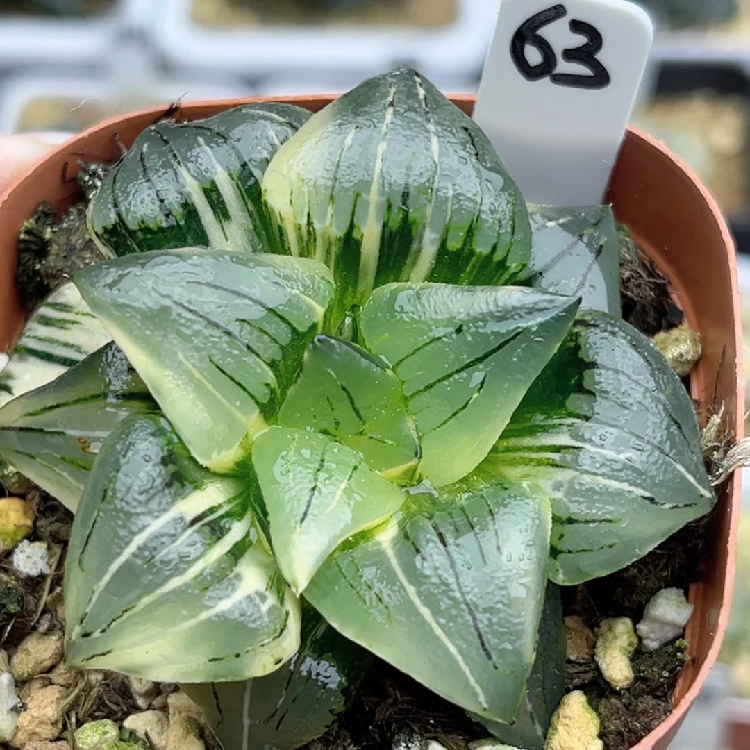 63巨大丸叶红纹寿锦福利专场