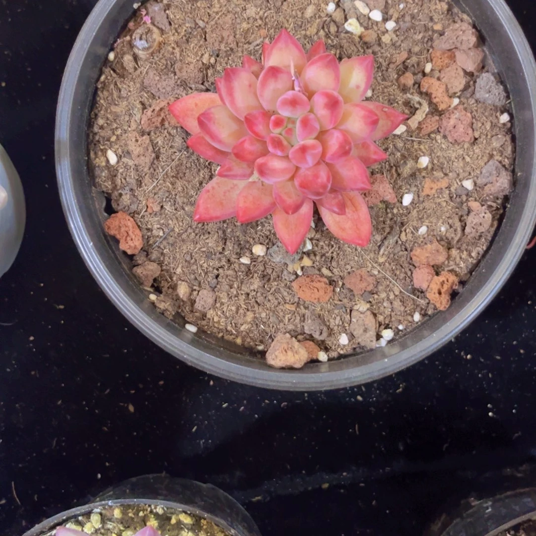 黄体车厘子单头美肉美美哒