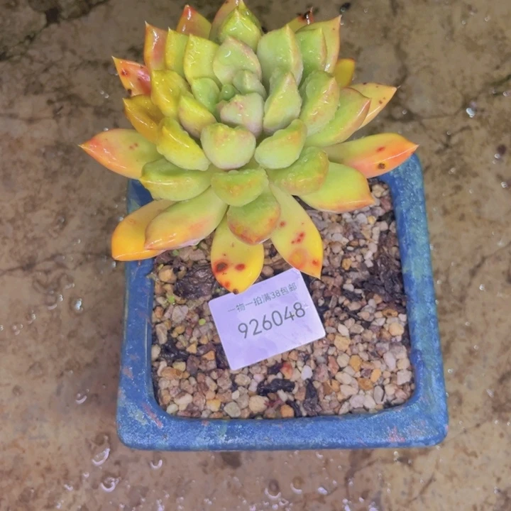 W***.象牙多肉植物048号