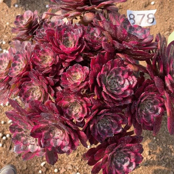 878多肉植物红金刚