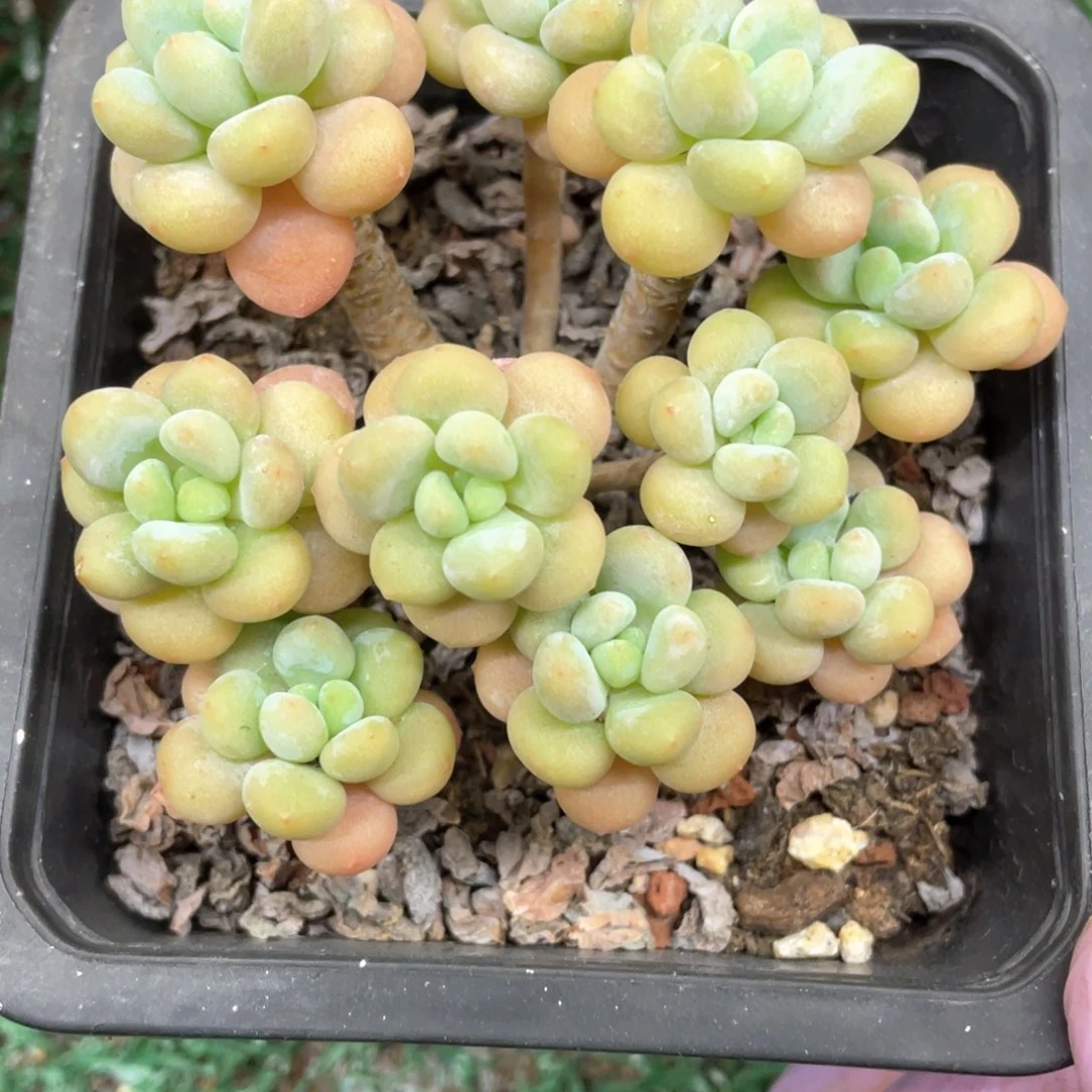达芙妮一物一拍28包邮非偏远