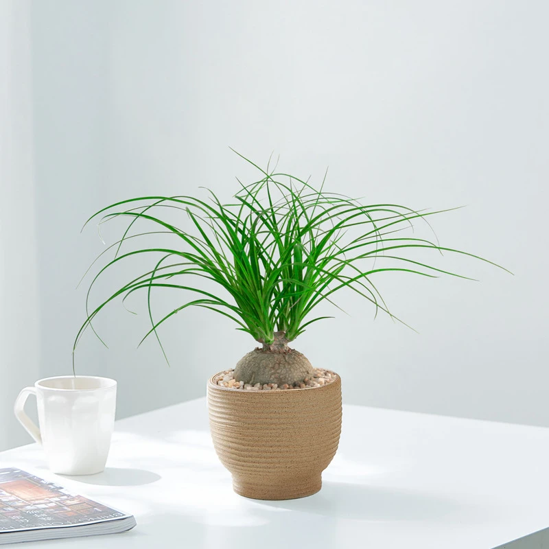 酒瓶兰盆栽室内植物吊兰垂吊绿植桌面趣味小盆景放青松懒人植物