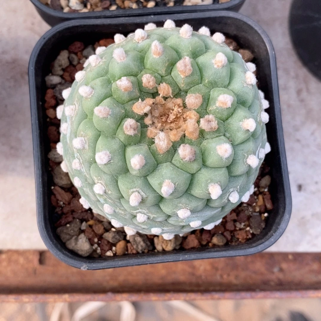 金**陀仙人球的世界里有