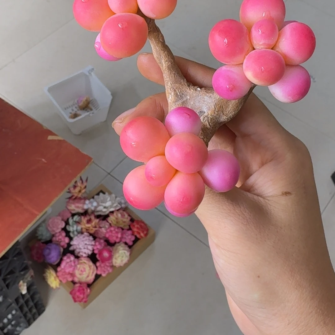 树脂463号哦哦哦哦哦哦哦