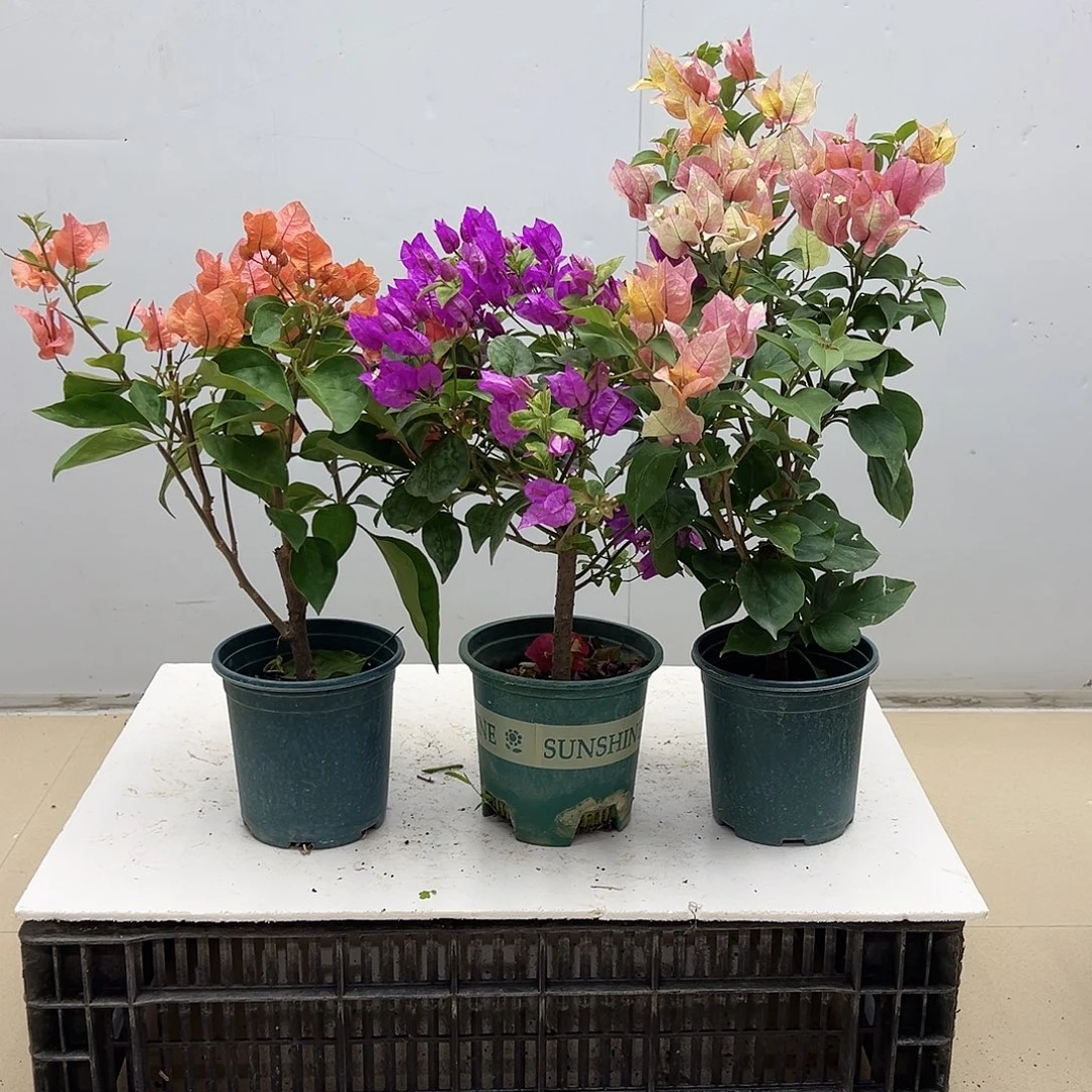 大部分花苞少量开放波妹，金龟紫，奇特拉黄金组合