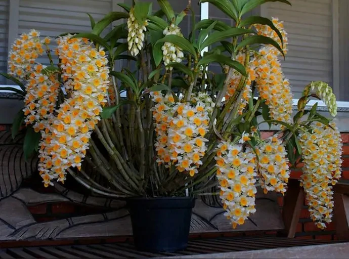 球花石斛兰花卉绿植盆栽室内室外耐阴好养生态养护