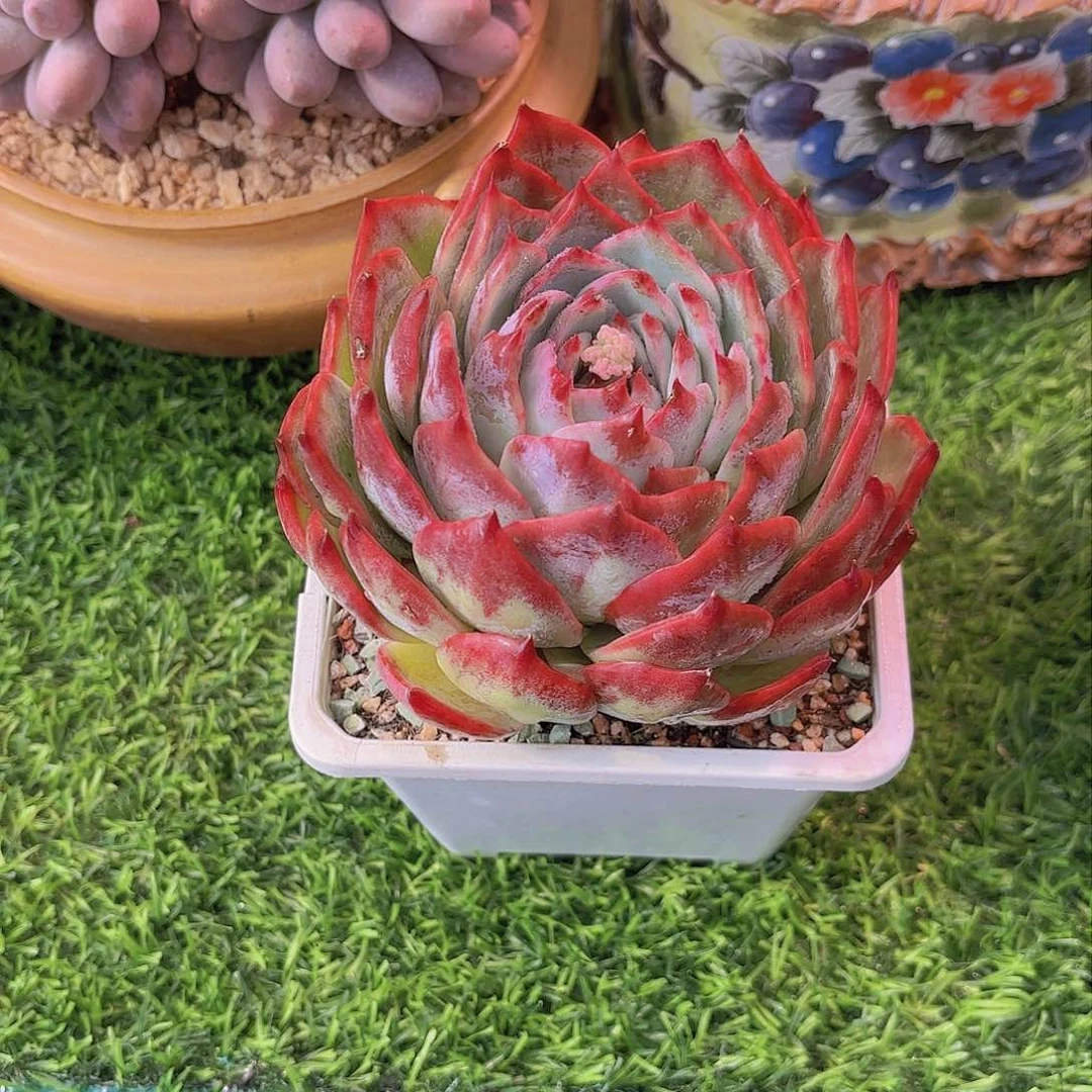 嘟****里我们要好好学习