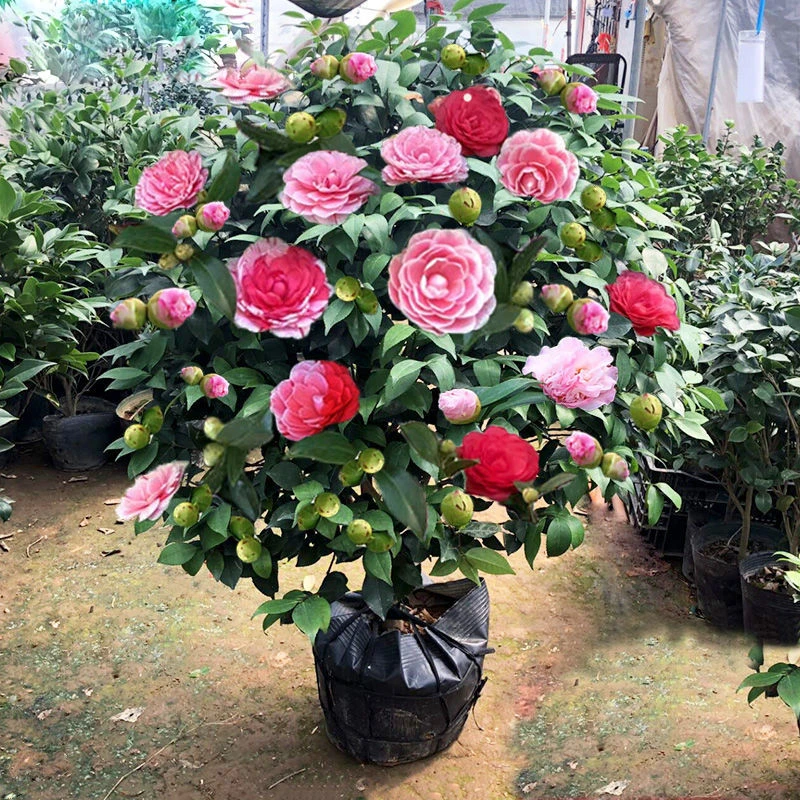 香妃茶花树苗盆栽带花苞花卉植物山茶花红赤丹室内外浓香好养耐寒