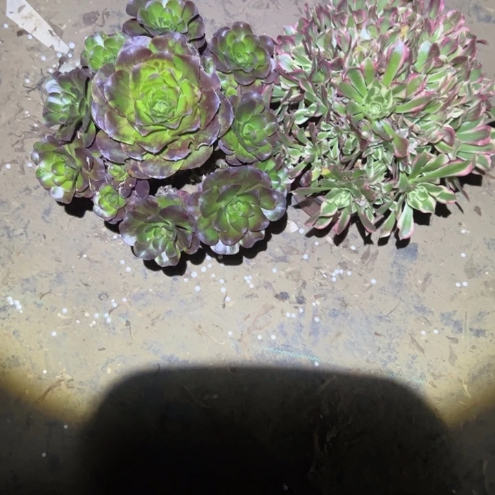 不包侧枝一物一拍96