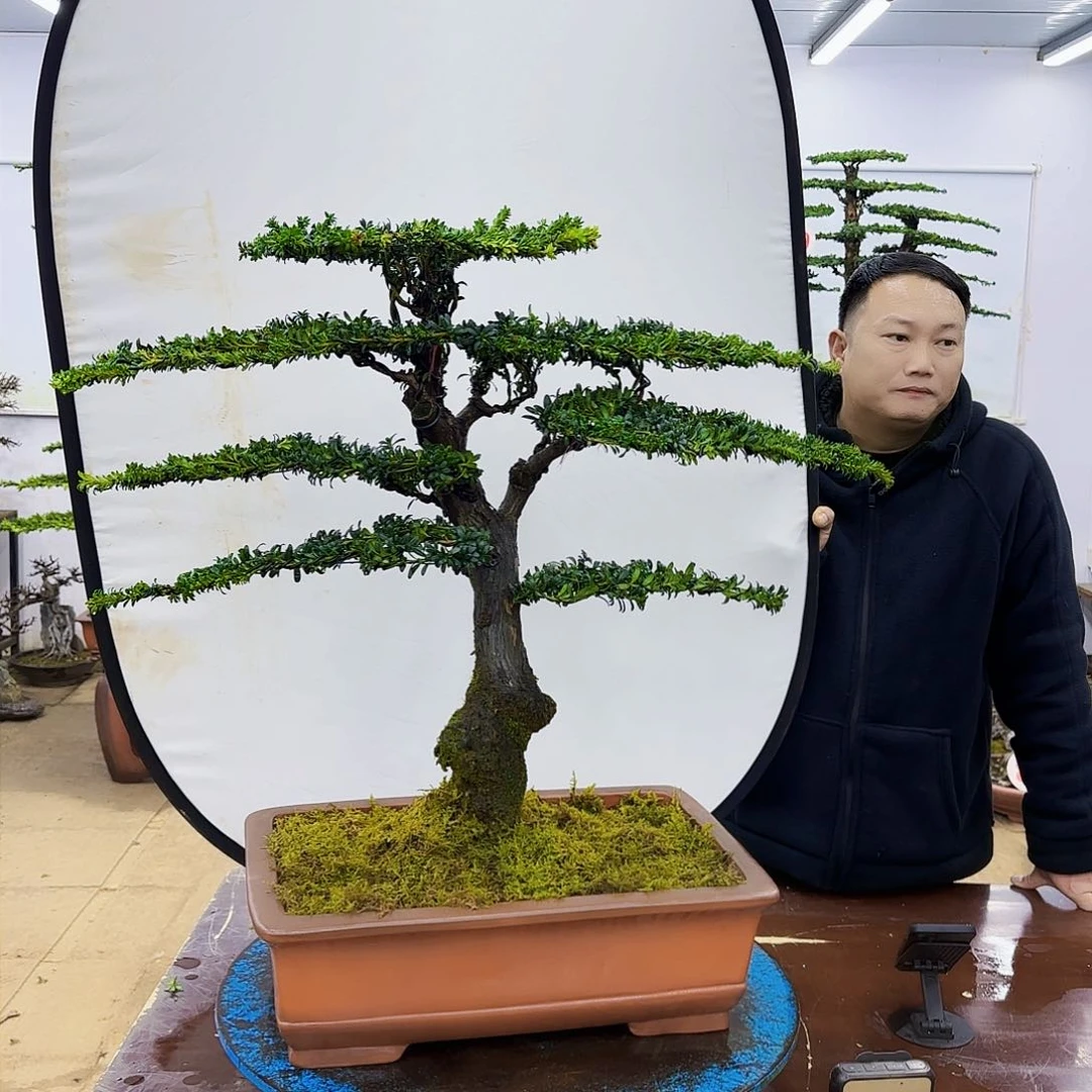 盆景欢迎大家一起来捡漏