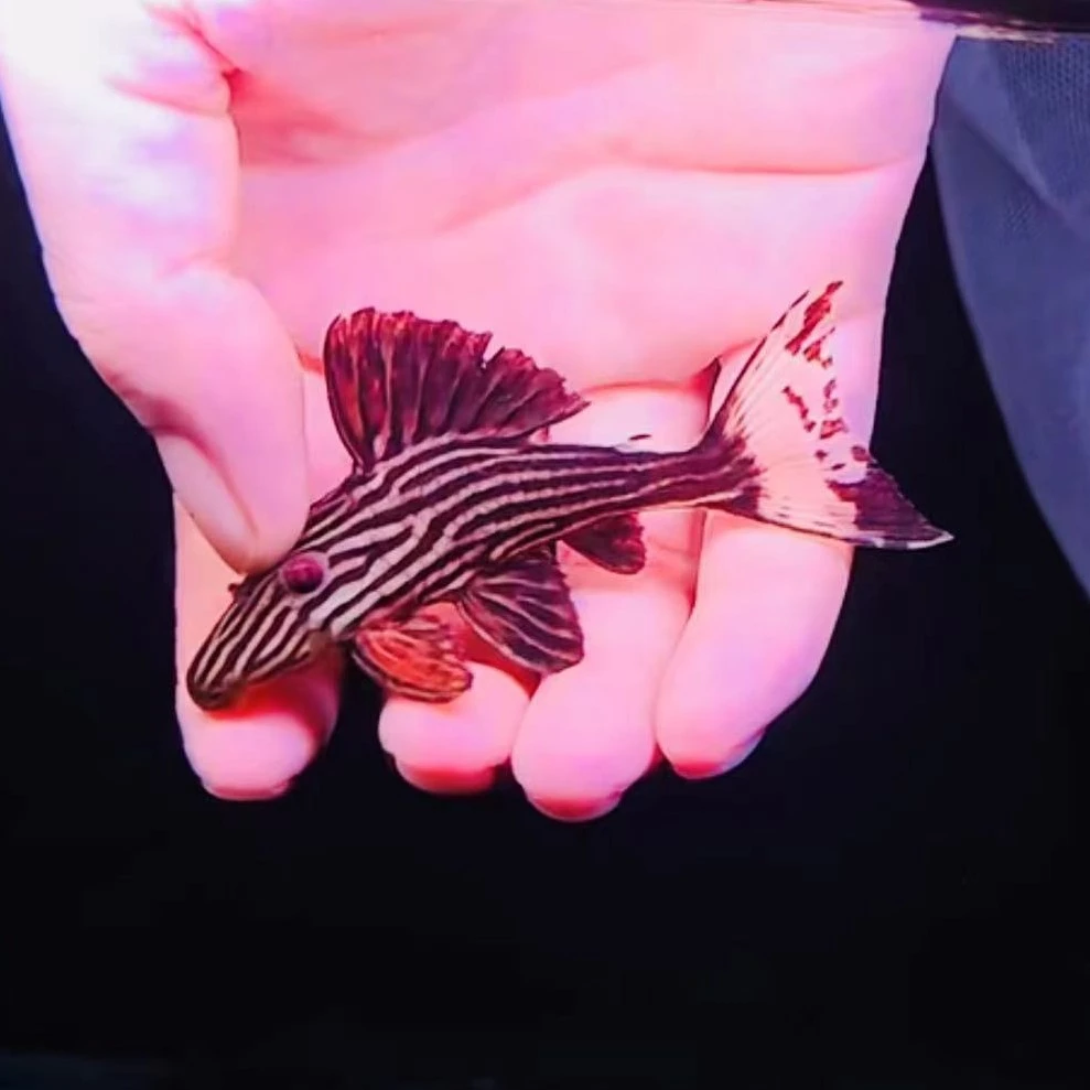 L27B申古白金皇冠豹异型鱼（袋内包损）