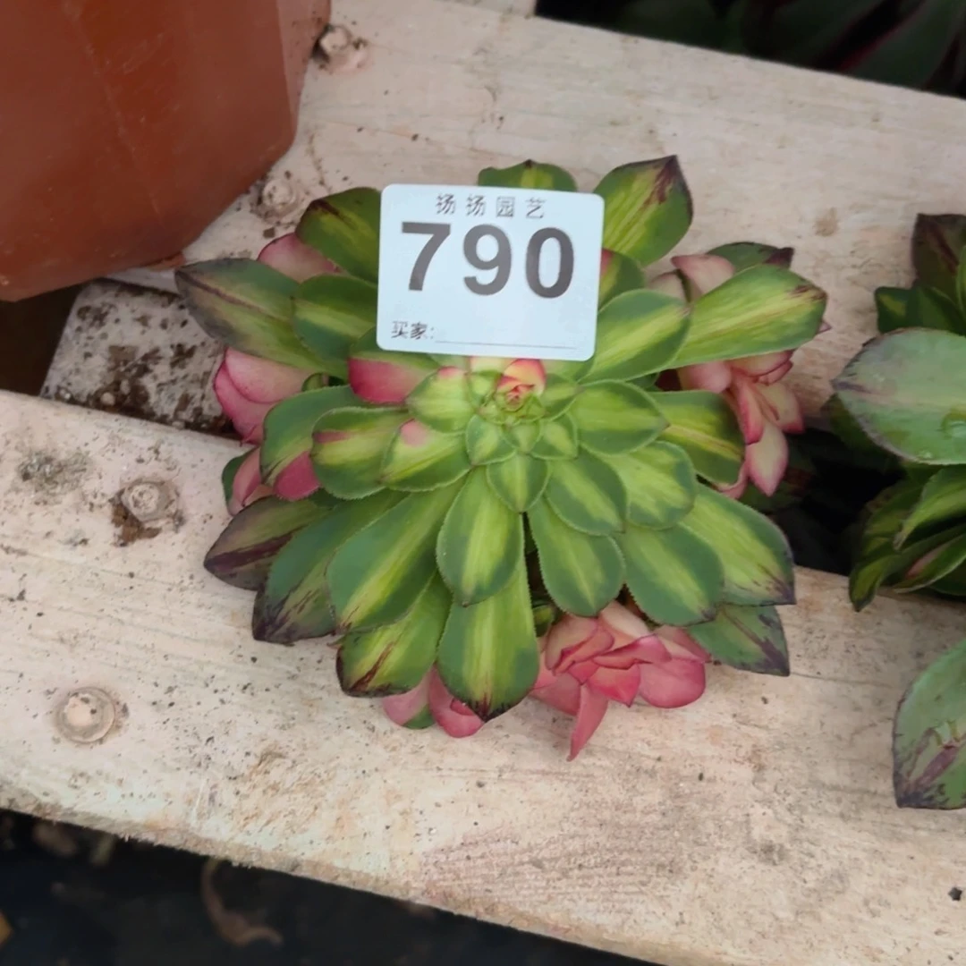 时*?12  790多肉法师