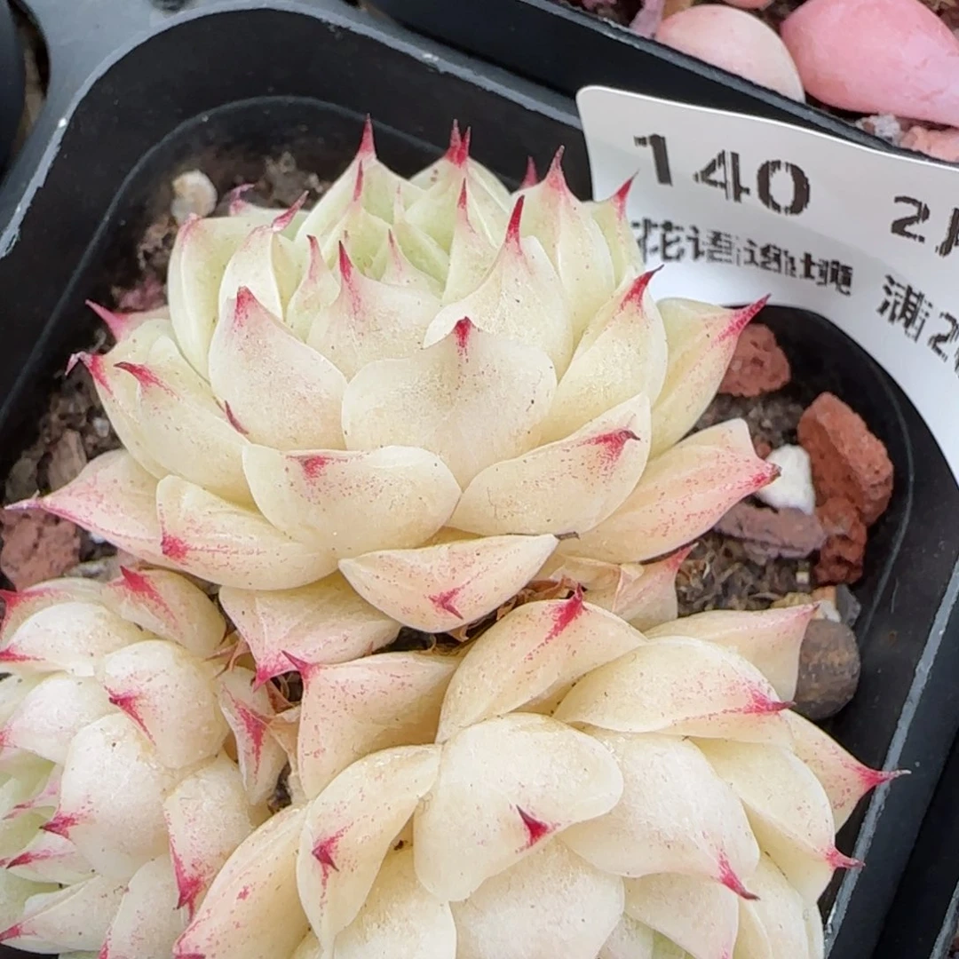 花语逸境0209-140