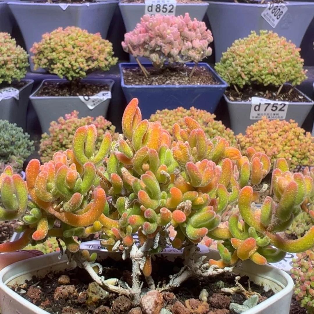 【闪购商品】d822橙叶枝干番杏