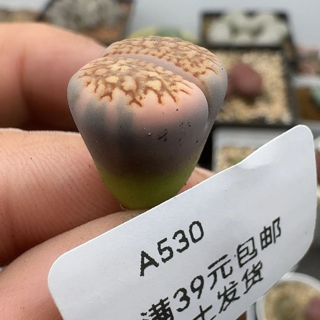 530拉丝锦哈哈哈哈哈哈哈