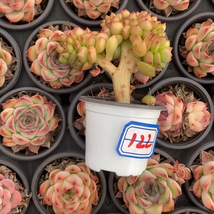 E****e一物一拍苹果花122