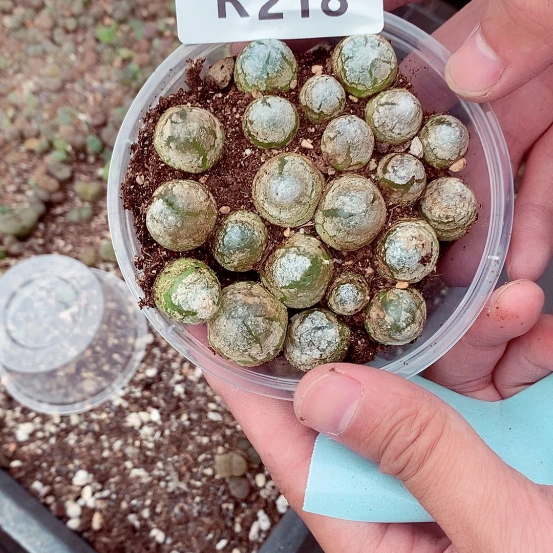 小***薛218啊啊啊啊啊啊呃呃