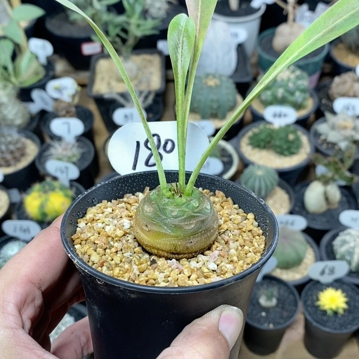 180号实生铁甲丸3.5cm