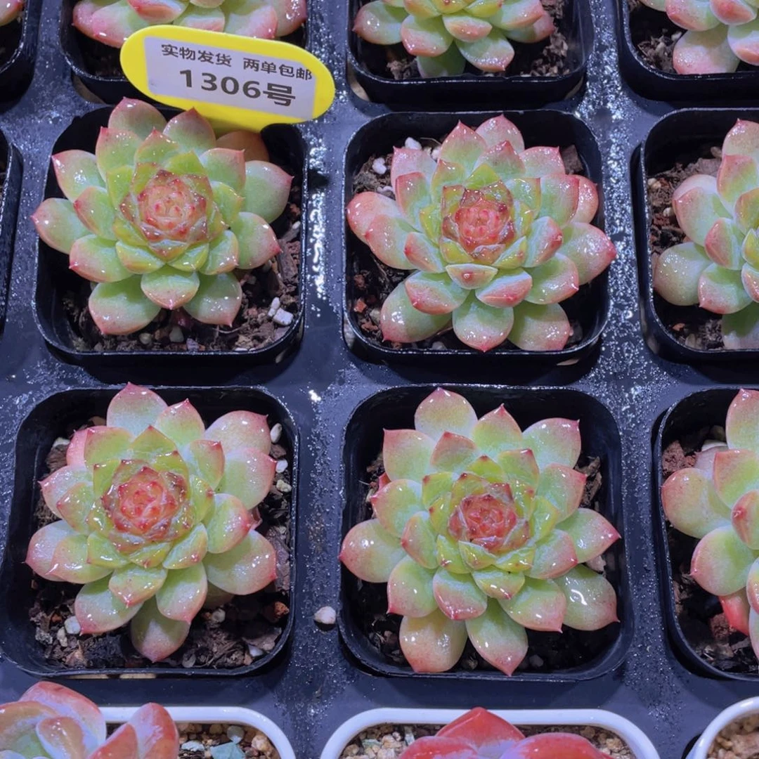 1306号 小粉莓糖心一个