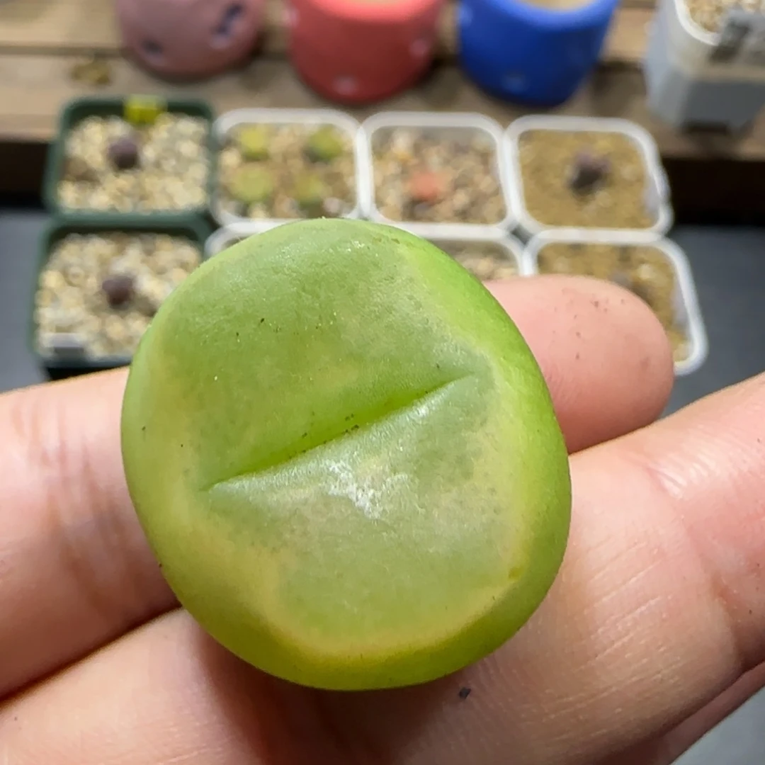 10.21。拉登体毛。2004