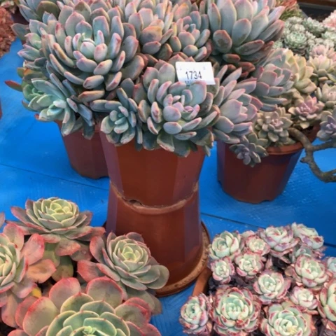 慢***?1734灰姑娘多肉