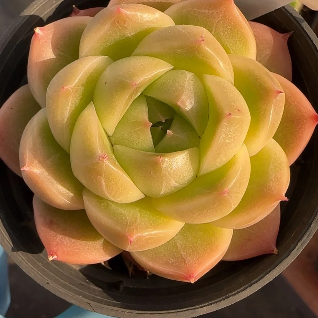 127东篱下多肉植物盆栽